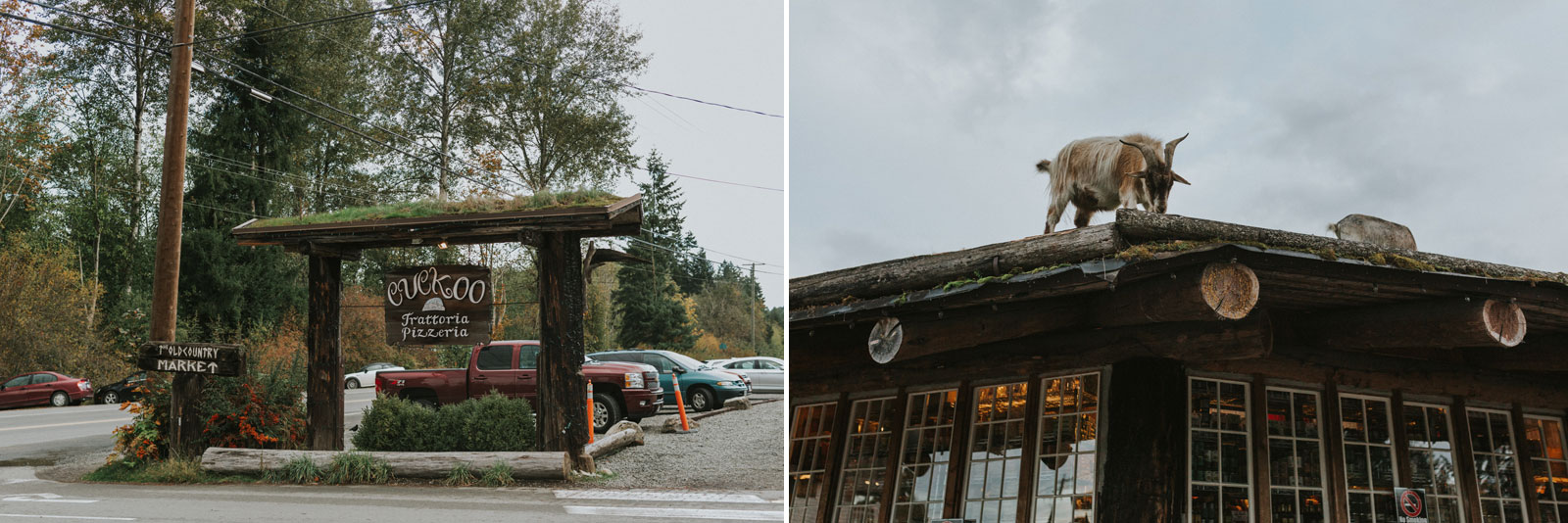Goat on a roof at the Coombs Old Country Market