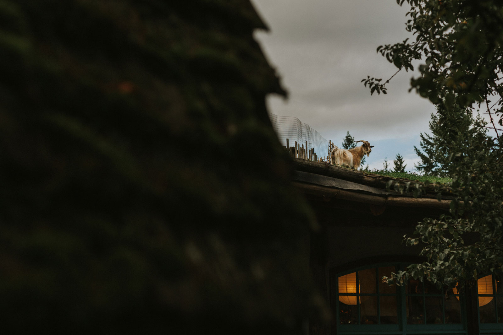 Goat on a roof at the Coombs Old Country Market
