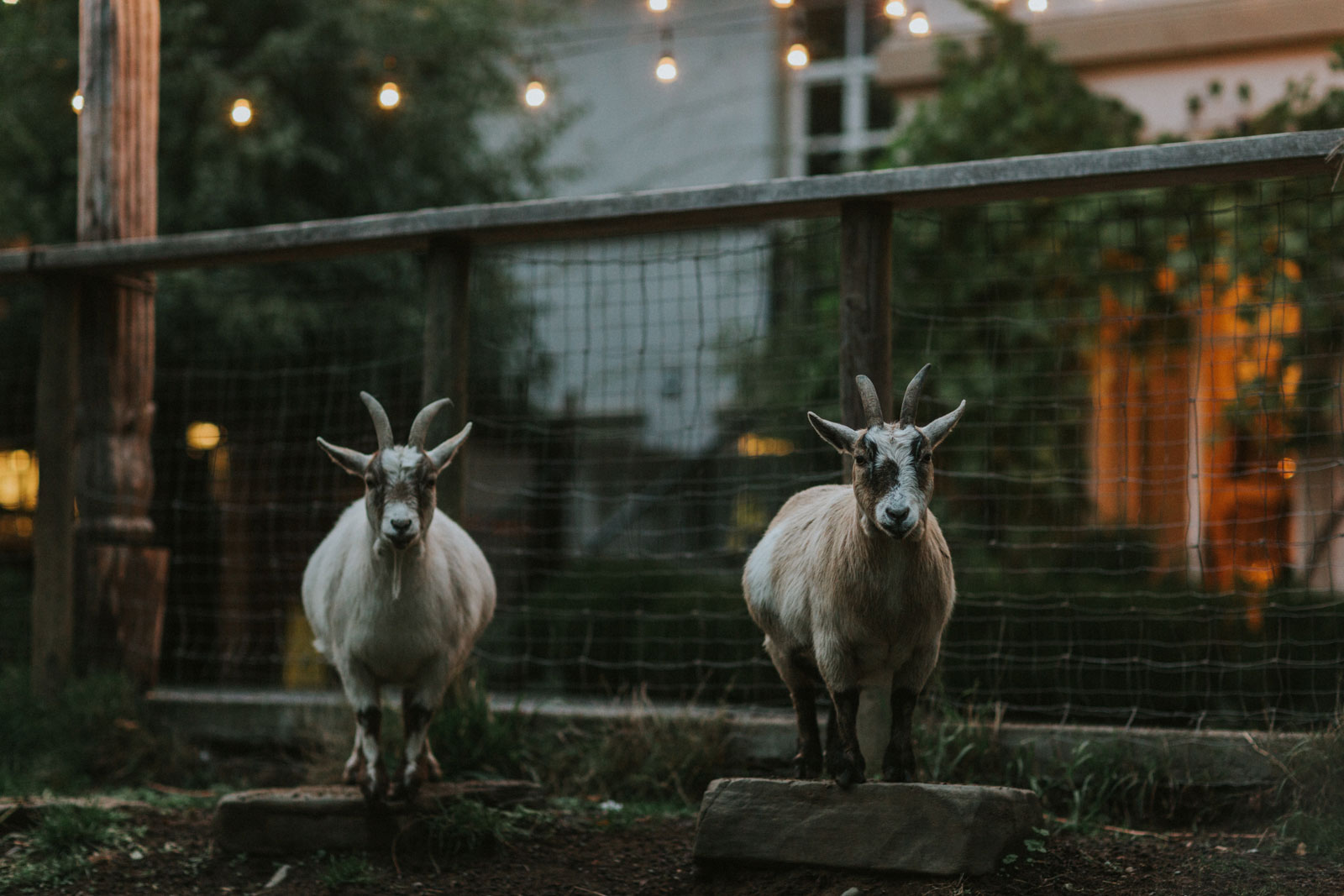 Goats at the Coombs Old Country Market